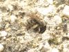 Lasioglossum sp.